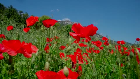 flores vermelhas