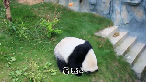 Pandas eat food