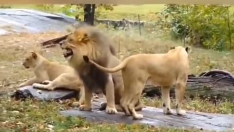 You never see thish type of video how lion impress her queen 🥴🥴🥴