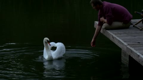 man sitting in the lake dock playing with swan