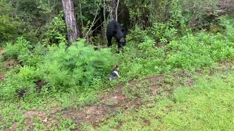 Yorkie Acts Tough in Standoff With Black Bear