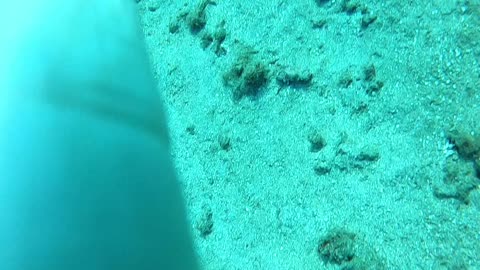 Tiny brittle starfish