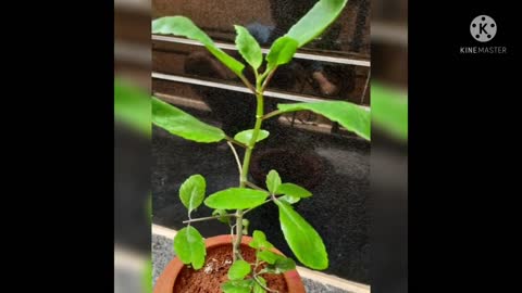 Miracle Plant !! Flush out kidney and gall stones Naturally !!!patharchatta