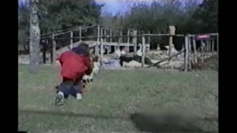 Angry Rooster Chases Little Boy Around The Farm