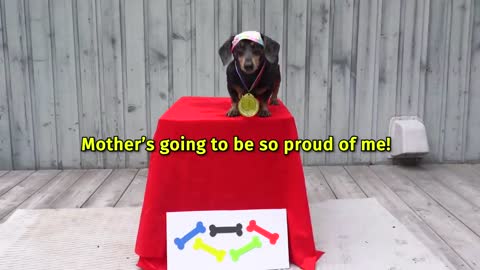 The Wienerlympics! - Cute & Funny Wiener Dog Video!