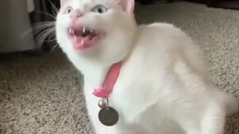 Cute cat singing aaaaaa!!!!!