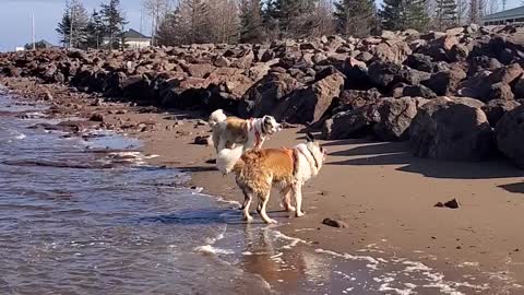 St Bernard's chasing