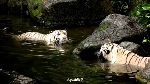 Tigers fighting in water | wild