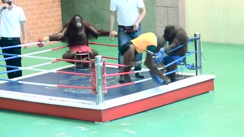 orangutan show | funny 😂 boxing by orangutan |