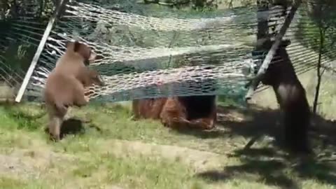 Bear Cubs Playing On Hammock