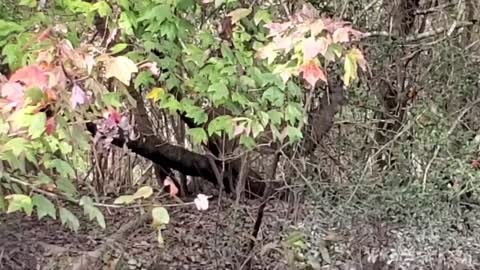 Louisiana Whitetail deer on the Abita river