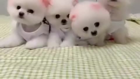 cute little dogs