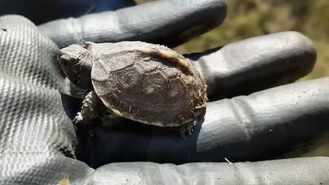 Extremely cute baby turtle MUST SEE!!!!!