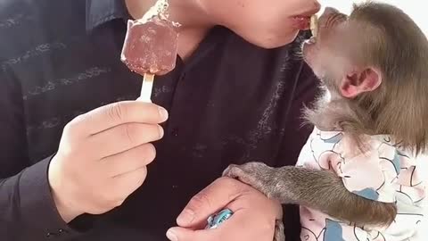 Baby baboon eating ice cream