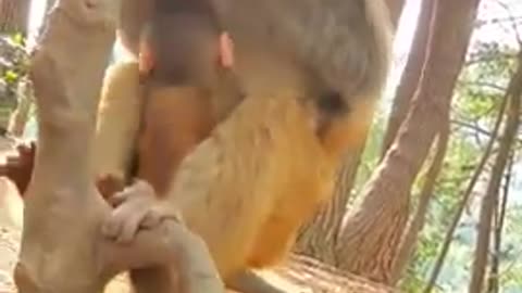 Baby Monkey Baboon 11
