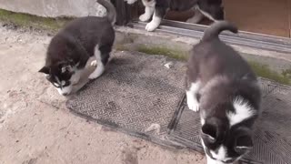 Husky puppies first time on the street