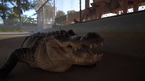 Close Up, Alligator Slow Motion at Wrangling Show