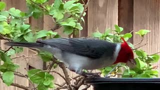#Back Yard Birds Hawai’i Red Crested Cardinal