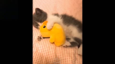 Cute Cats being played by their toys