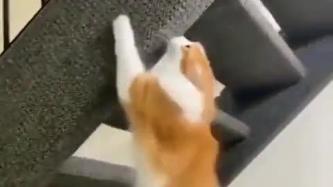 Orange cat activities