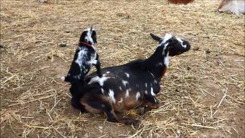 Baby Goat Parkour