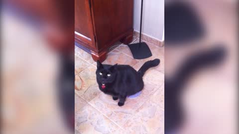 Vindictive Cat Pees In Dog's Food Bowl While Woman Asks Why