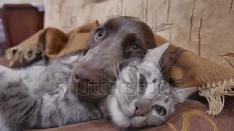 Cat and a dog are sleeping through funny video.. cat and dog