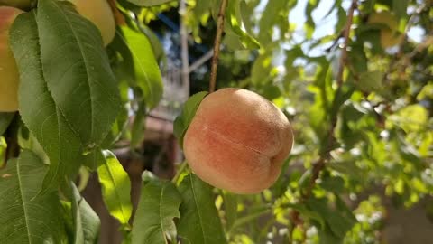 Peach Health Benefits | Aaro Khane ke Fayde |آڑو کھانے کے طبی فوائد