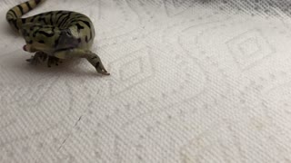 Clumsy Salamander Tries to Eat Crickets