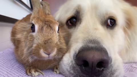 Golden Retriever Shows his Love for the Rabbit