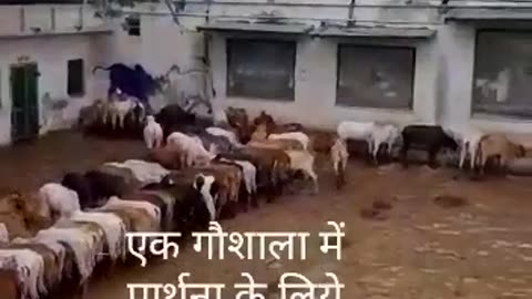 Cow ki bhakti