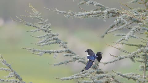 Elster Birds Curtship Behavior on The Tree | Birds Love 2160p 4k videos