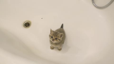 The kitten doesn't want to go the bath and meows loudly.