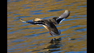 Pictures of some Birds that fly into Berlin, Germany.