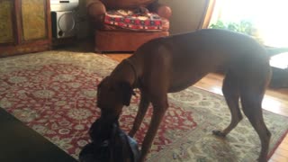 Funny Ridgeback Dog Is Startled By A Cat