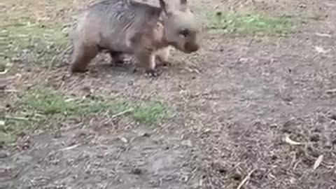 Wombat has the zoomies