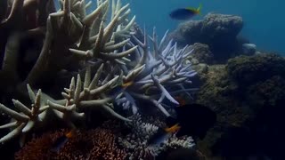 Scientists find bleaching in Great Barrier Reef's far north