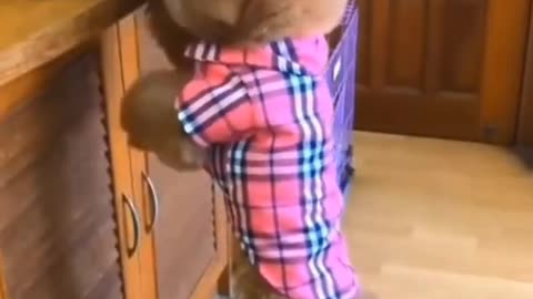 Cute puppy doing funny things 🤣🤣 | Cute puppies video 😁😁