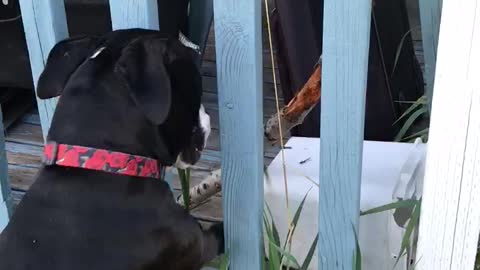 Pit Bull uses critical thinking to solve stick problem