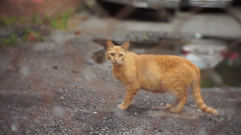 Cat walk closeup video in the street | dare cat-funny video