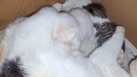 Mother gives milk to her kittens. I petted the mother cat and her baby kittens