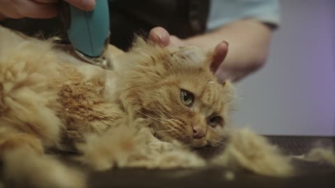 Cat Get Groomed By The Professional