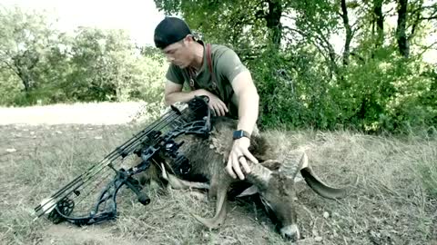 Exotic RAM Archery Hunt (Heart Shot) Clean Cook - Amazing Wild Creatures