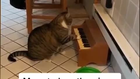 cat play piano looks so cute #cats #catlover #Cutecats