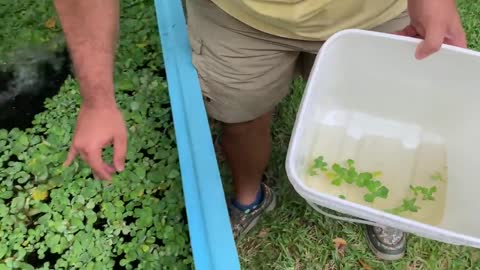 HOW TO TRAIN BABY BIRD TO EAT