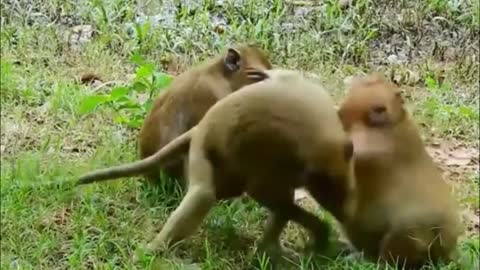 Two monkeys were fighting, and one came to watch the excitement, but it also got into trouble.