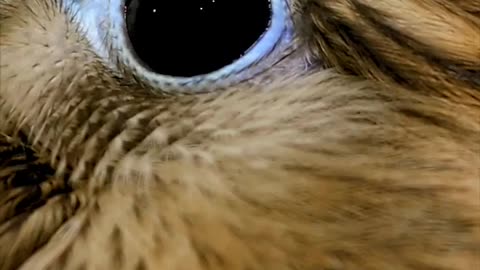Did you know that kestrel falcons also have eyelashes?