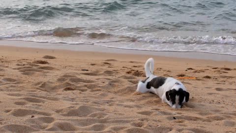 A dog plays beautifully in the sand