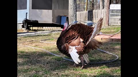 Bourbon Reds & Narragansetts Turkeys from 2 weeks to 1 year old