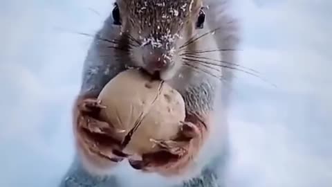 cute little chipmunk